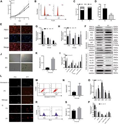 PBX1 Attenuates Hair Follicle-Derived Mesenchymal Stem Cell Senescence and Apoptosis by Alleviating Reactive Oxygen Species-Mediated DNA Damage Instead of Enhancing DNA Damage Repair